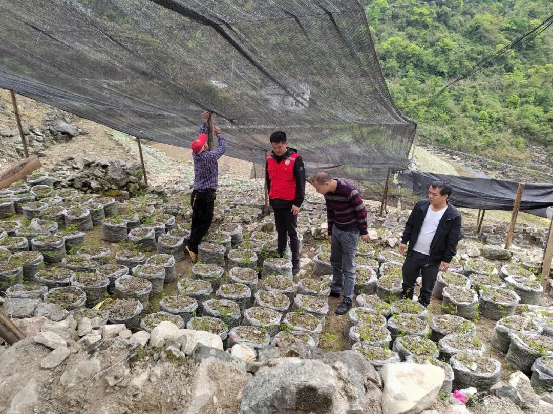 农村种植什么能致富_中药材种植致富_三叶青种植致富