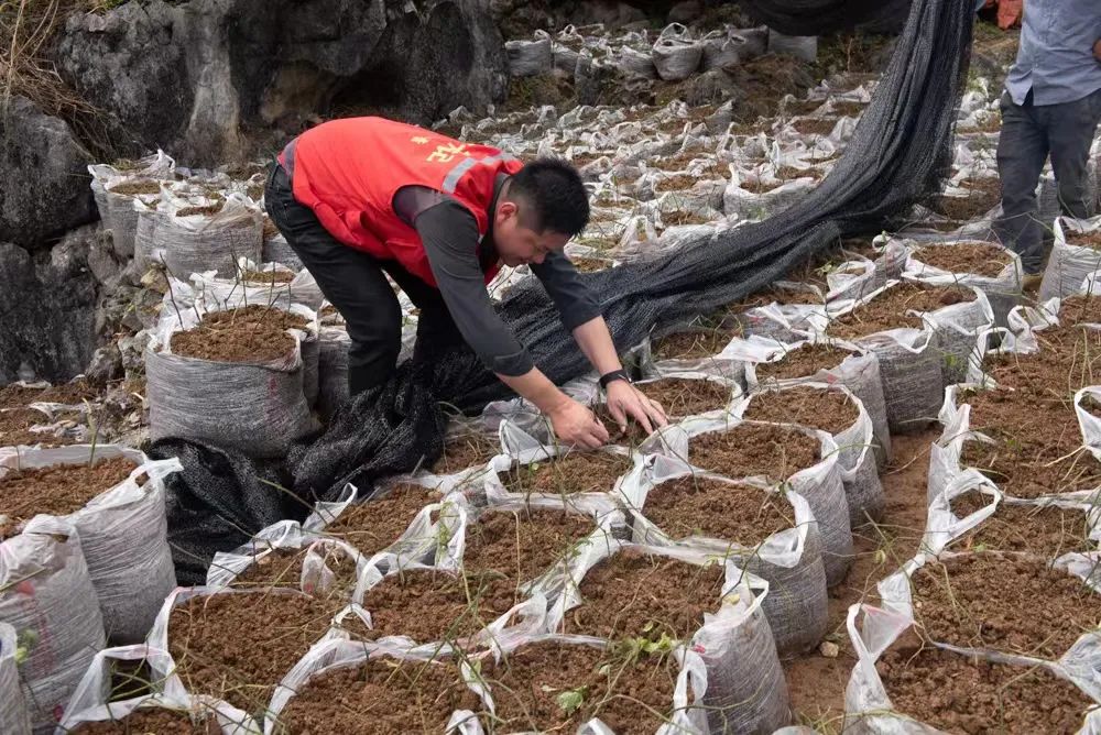 中药材种植致富_三叶青种植致富_农村种植什么能致富