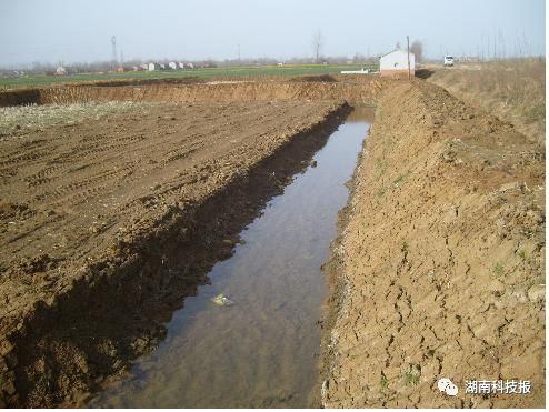 稻田养虾的水稻怎么种植_水稻虾养殖技术_虾水稻养殖技术要点