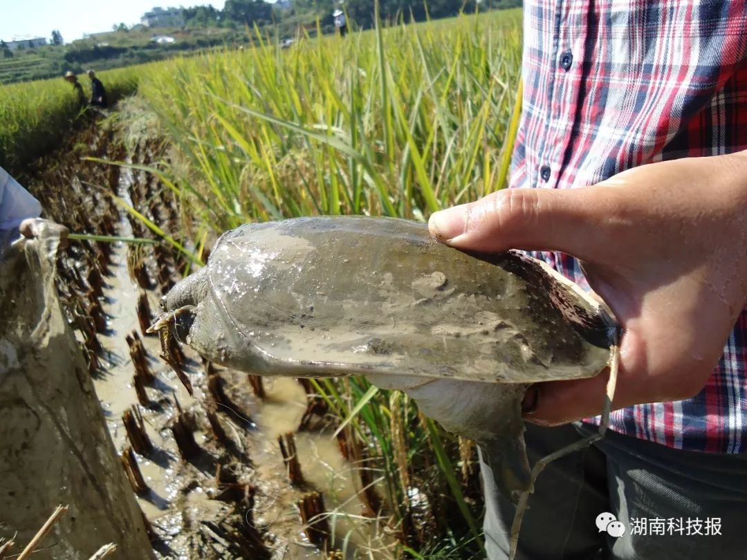 虾水稻养殖技术要点_水稻虾养殖技术_稻田养虾的水稻怎么种植