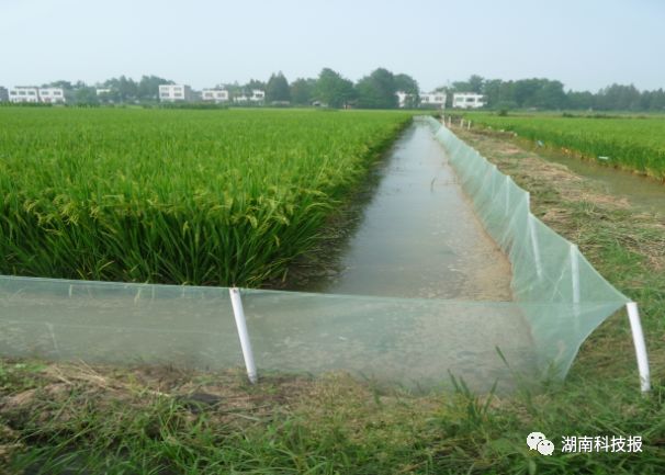 稻田养虾的水稻怎么种植_虾水稻养殖技术要点_水稻虾养殖技术