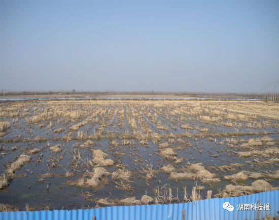 稻田养虾的水稻怎么种植_水稻虾养殖技术_虾水稻养殖技术要点