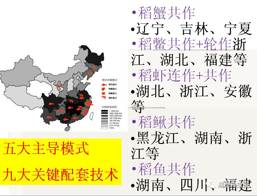 稻田养虾的水稻怎么种植_水稻虾养殖技术_虾水稻养殖技术要点