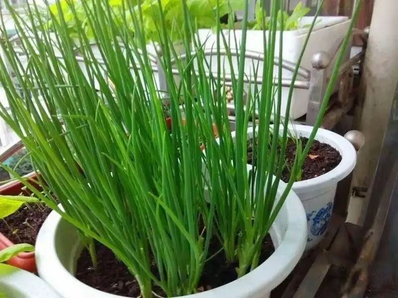 致富经茼蒿菜种植技术_茼蒿菜的种植技术_茼蒿菜怎么种植