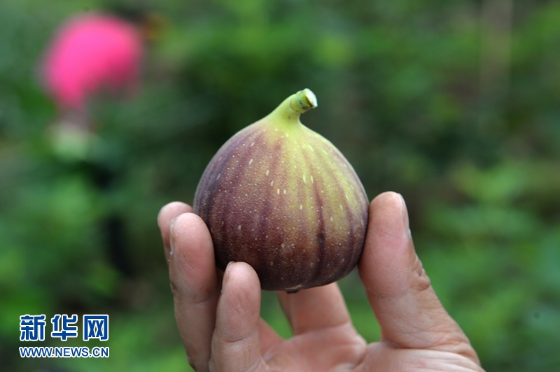 致富种植无花果图片_致富经种植 无花果._种植无花果前景如何