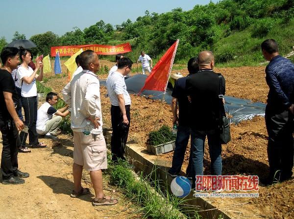 新邵县致富带头人“田间课堂”学习种植迷迭香