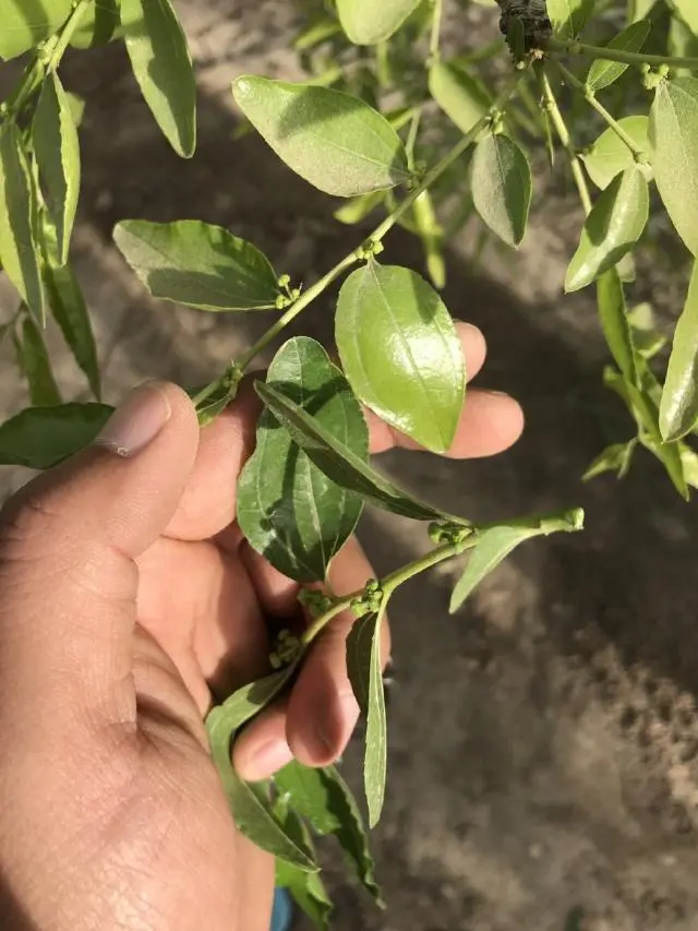 冬枣树栽培_栽冬枣树的季节_枣树冬天种植技术