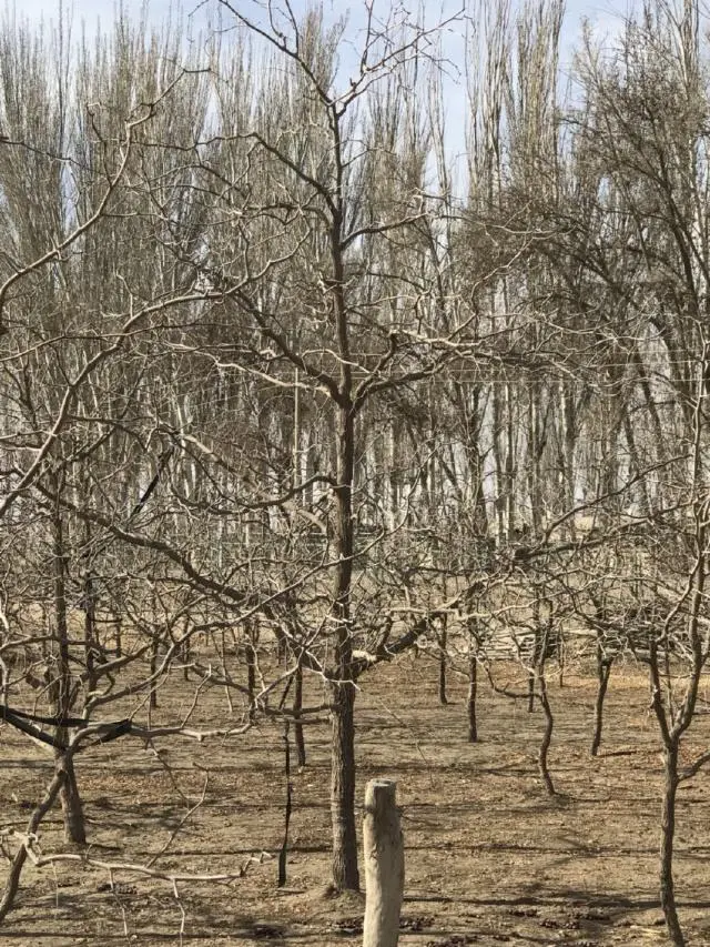 冬枣树栽培_栽冬枣树的季节_枣树冬天种植技术