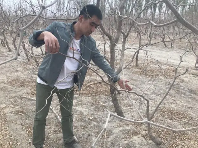 冬枣树栽培_栽冬枣树的季节_枣树冬天种植技术