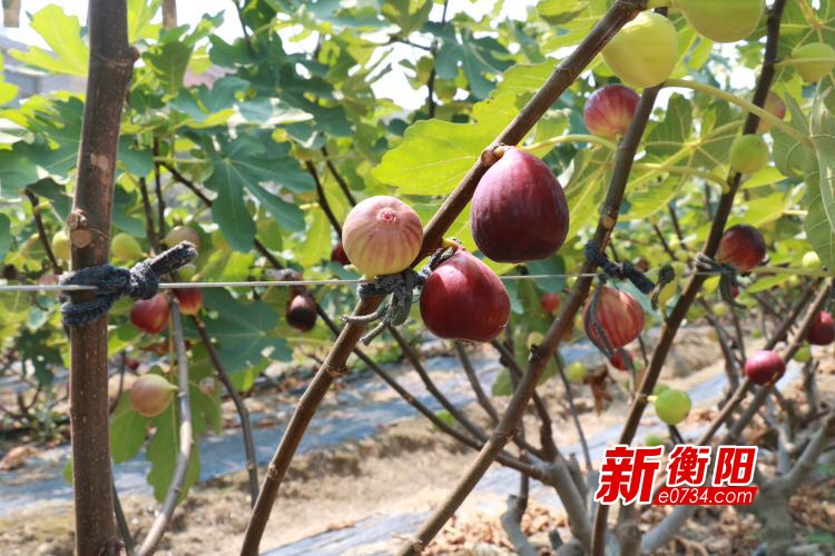 衡南县云集镇特色种植无花果 敲开百姓“致富门”