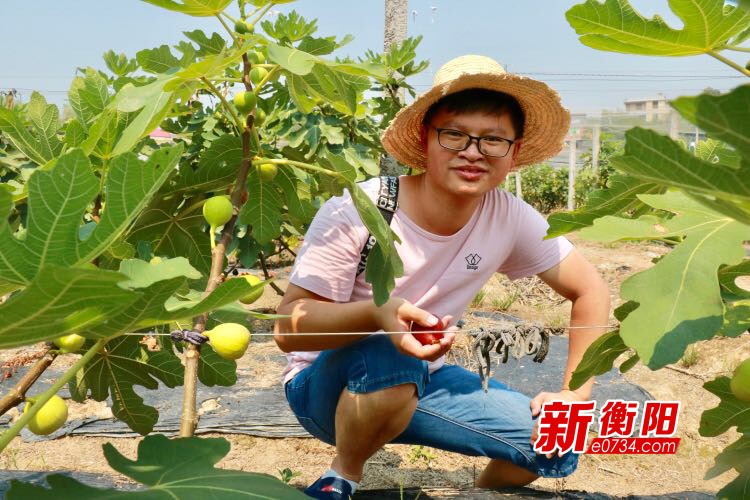 种植无花果前景如何_致富种植无花果视频_致富经种植 无花果.