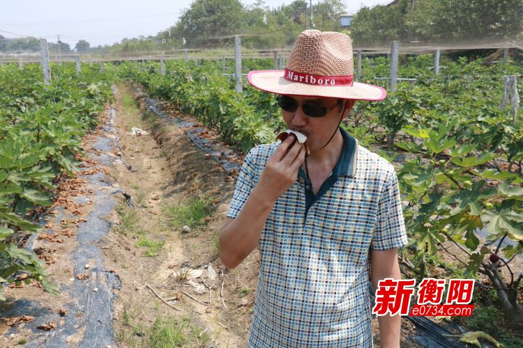 种植无花果前景如何_致富经种植 无花果._致富种植无花果视频