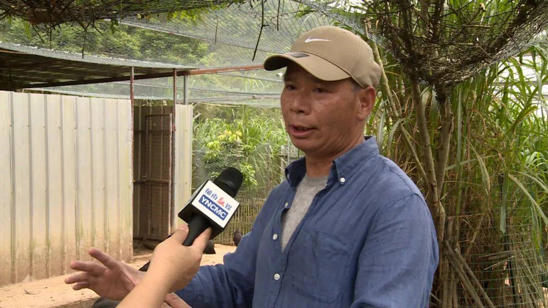 农村致富网养殖业养鸡_致富项目养鸡_农场女靠养殖黑鸡致富