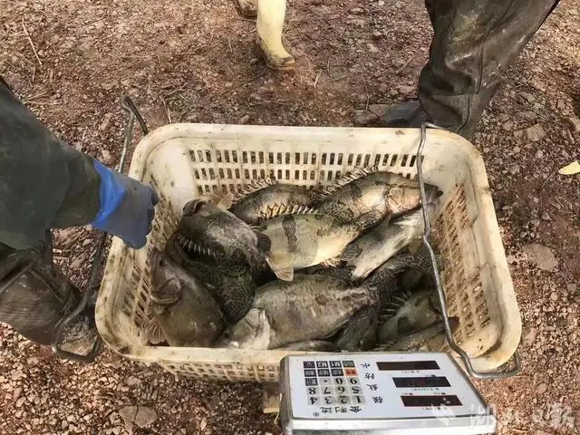 让小龙虾养得更大，让鳜鱼长得更鲜！武汉推介“小龙虾鳜鱼生态轮养新技术”