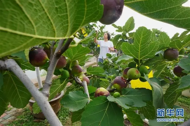 致富种植无花果图片大全_致富经种植 无花果._种植无花果挣钱吗