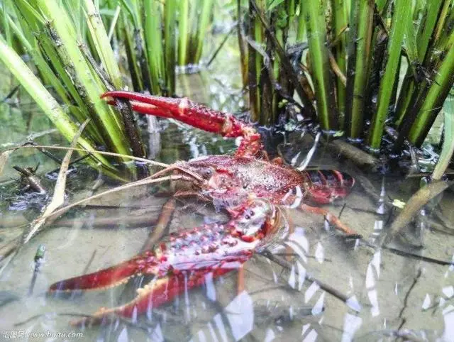 虾水稻养殖技术要点_水稻虾养殖技术_虾和水稻养殖技术