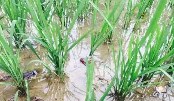 虾和水稻养殖技术_水稻虾养殖技术_虾水稻养殖技术要点