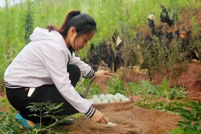 致富项目养鸡_农业节目致富经养殖鸡视频_农场女靠养殖黑鸡致富