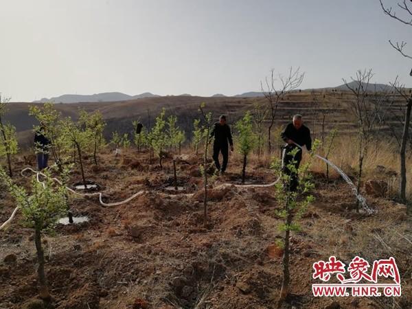 卫辉市致富带头人郑新峰：种植中药材 治贫有良方