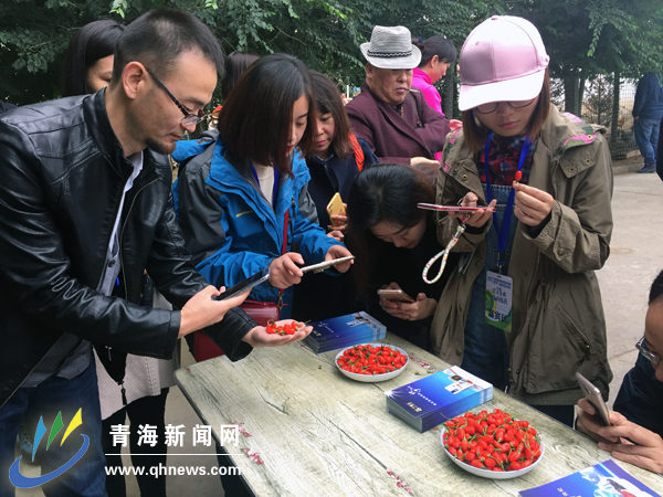 致富经枸杞种植视频_种枸杞的致富经视频_视频致富枸杞种子