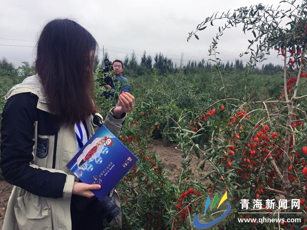 致富经枸杞种植视频_种枸杞的致富经视频_视频致富枸杞种子