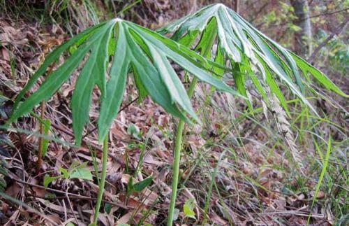 农村这种野菜有很好食疗功效，是农民致富的好项目，你知道吗？