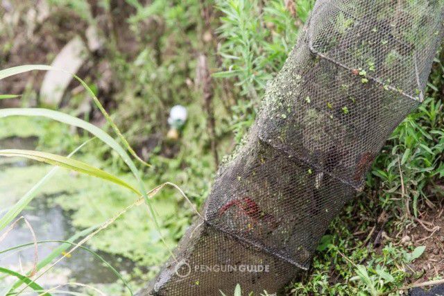 稻田养虾的水稻怎么种植_水稻虾养殖技术_虾水稻养殖技术视频