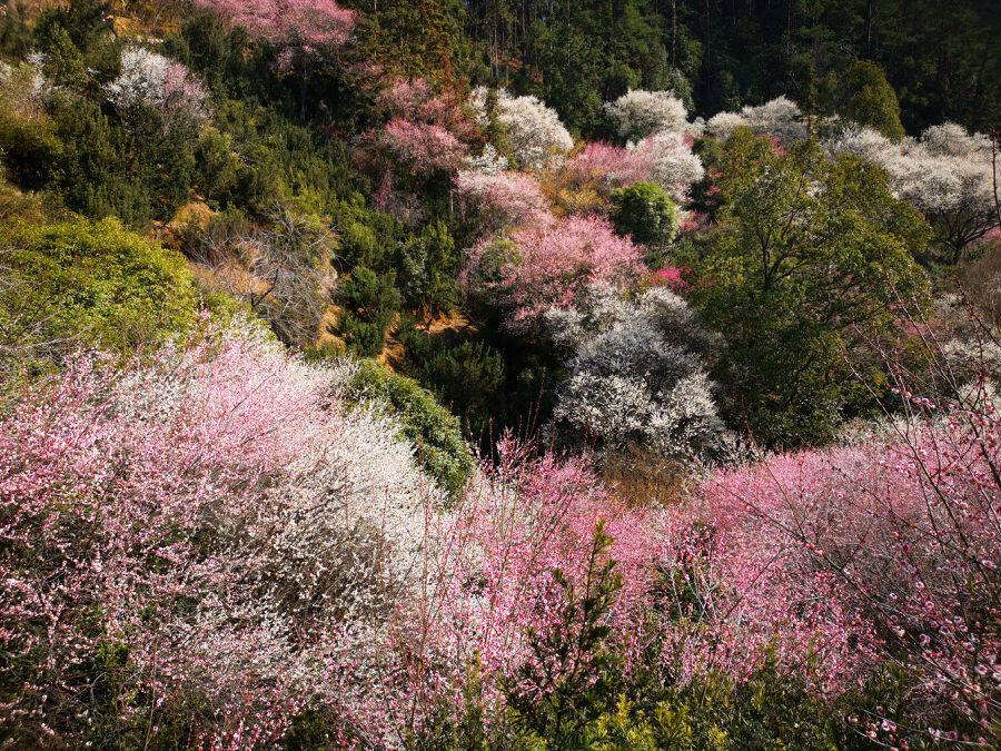 安徽歙县卖花渔村探索“非遗+旅游”融合发展之路