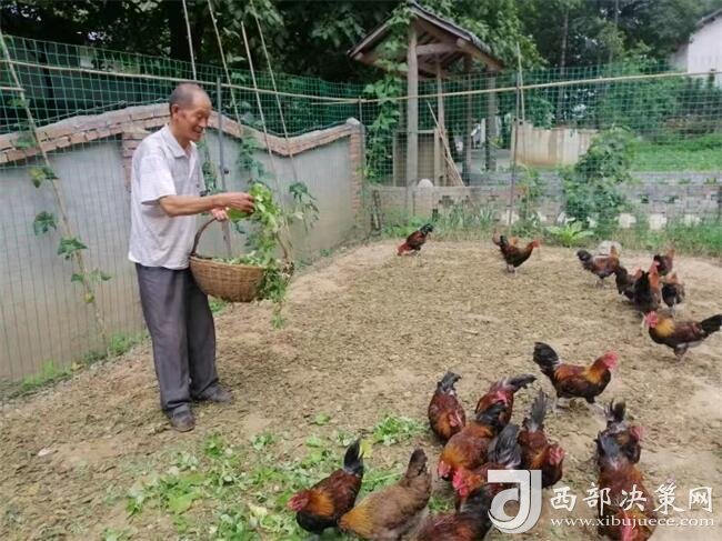 山阳县芦垣沟村：“生态鸡”养出“致富经”