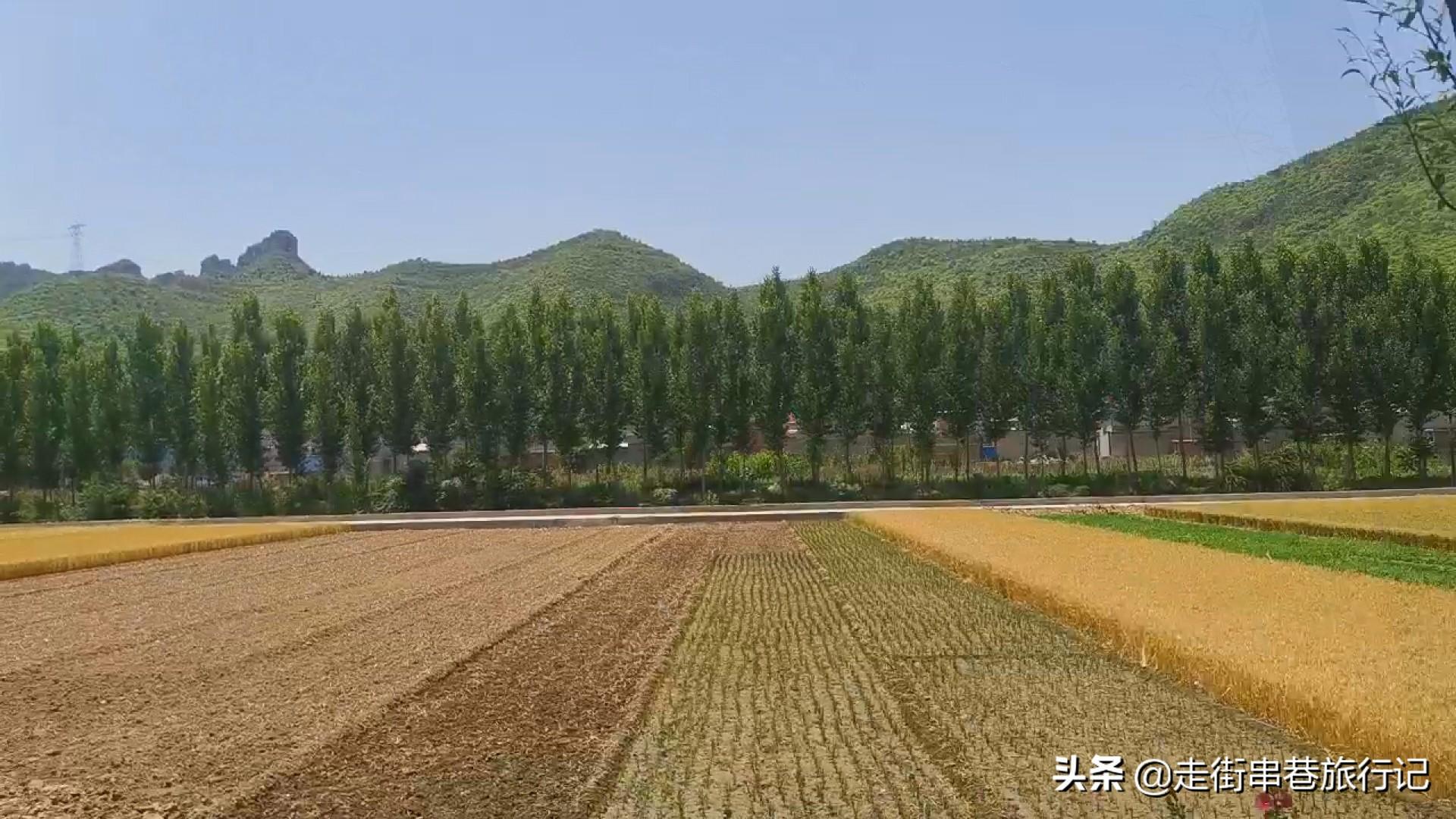 致富景点种植特色有哪些_特色种植致富景点_致富好项目种植