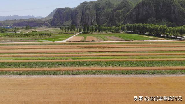 致富好项目种植_致富景点种植特色有哪些_特色种植致富景点