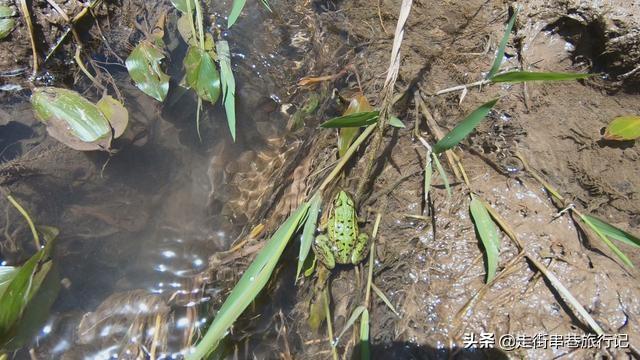 特色种植致富景点_致富好项目种植_致富景点种植特色有哪些