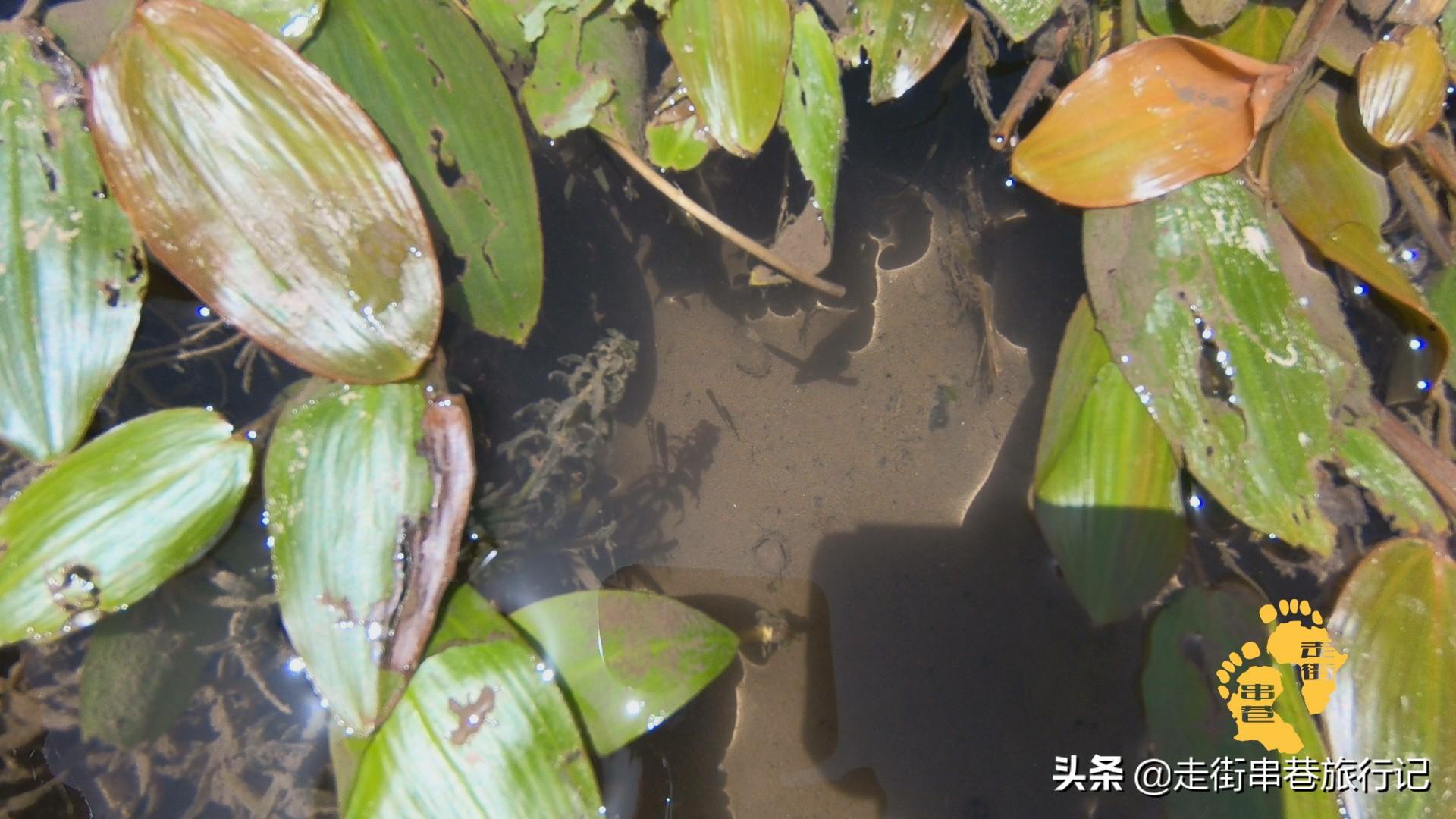 特色种植致富景点_致富景点种植特色有哪些_致富好项目种植