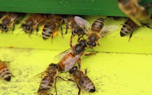 蜜蜂养殖大全技术与管理_蜜蜂养殖技术大全_蜜蜂养殖大全技术视频