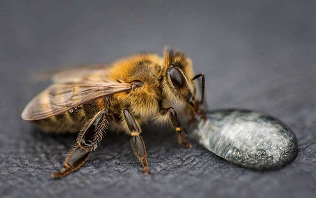 蜜蜂养殖大全技术与管理_蜜蜂养殖大全技术视频_蜜蜂养殖技术大全