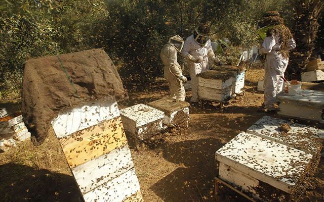 蜜蜂养殖大全技术视频_蜜蜂养殖大全技术与管理_蜜蜂养殖技术大全