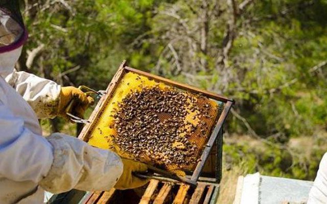 蜜蜂养殖大全技术视频_蜜蜂养殖技术大全_蜜蜂养殖大全技术与管理