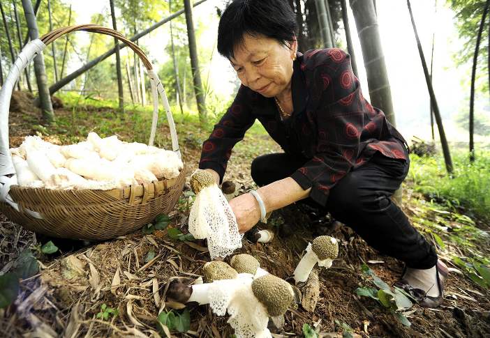 栽培种植竹荪技术要点_竹荪的种植栽培技术_栽培种植竹荪技术视频