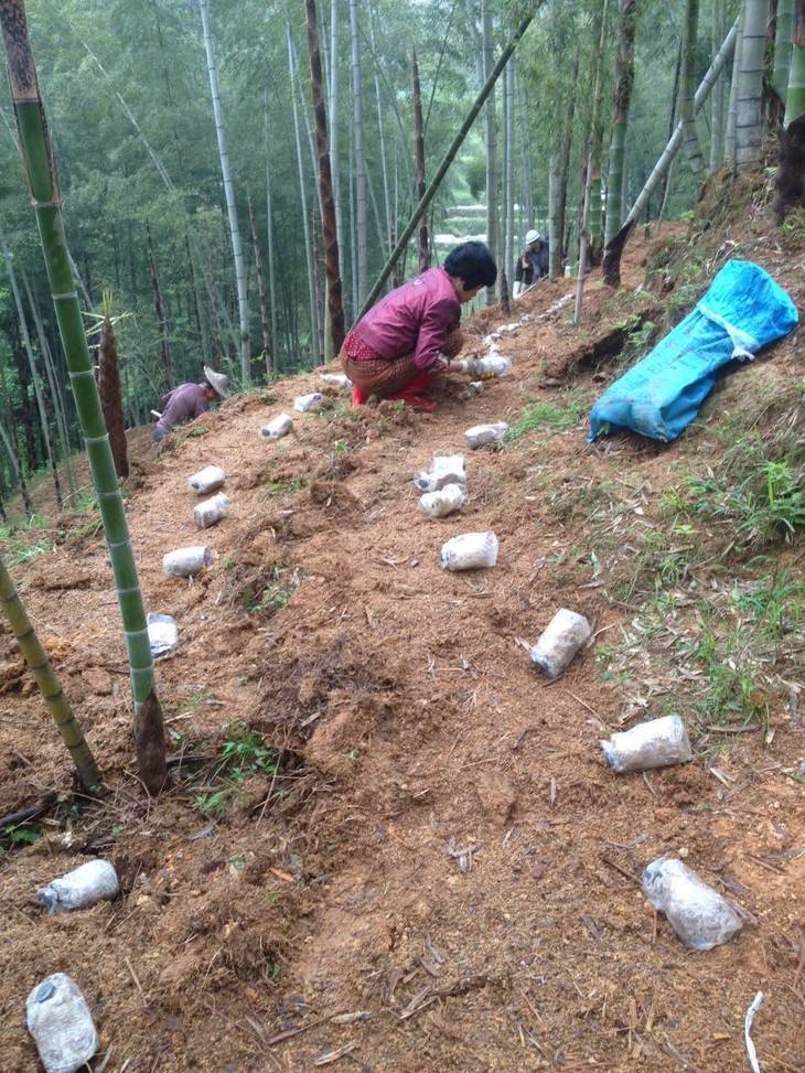 栽培种植竹荪技术视频_栽培种植竹荪技术要点_竹荪的种植栽培技术