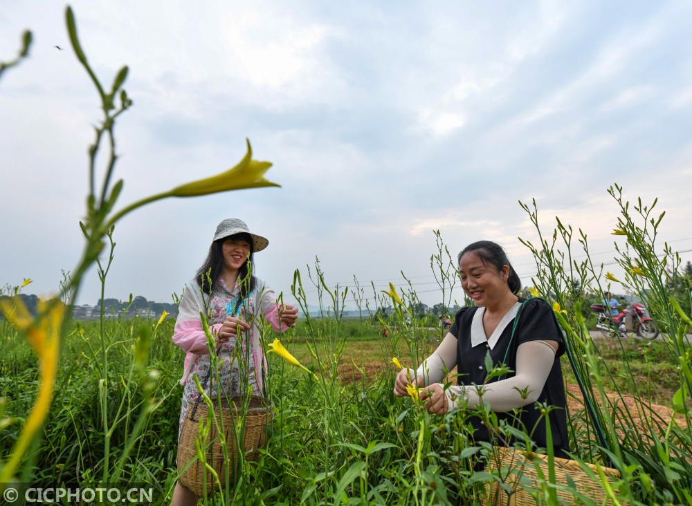 湖南常宁：致富“黄花”分外香