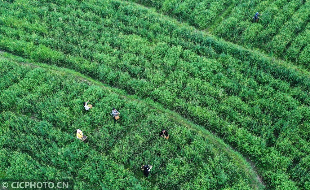 湖南衡阳种植致富_湖南致富经_湖南衡阳可以种什么水果