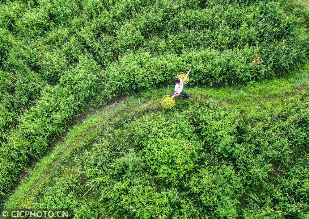 湖南衡阳种植致富_湖南致富经_湖南衡阳可以种什么水果