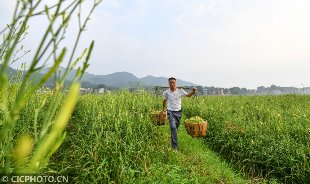 湖南衡阳可以种什么水果_湖南衡阳种植致富_湖南致富经