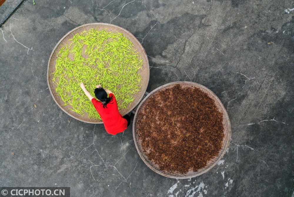 湖南衡阳可以种什么水果_湖南致富经_湖南衡阳种植致富