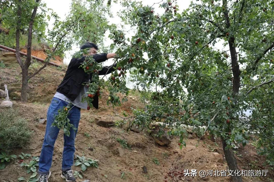 特色致富项目_特色种植致富景点_致富景点种植特色产品