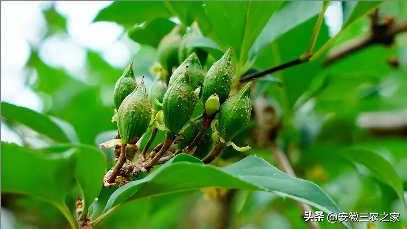 连翘种植项目实施方案_致富种植连翘项目介绍_连翘种植致富项目