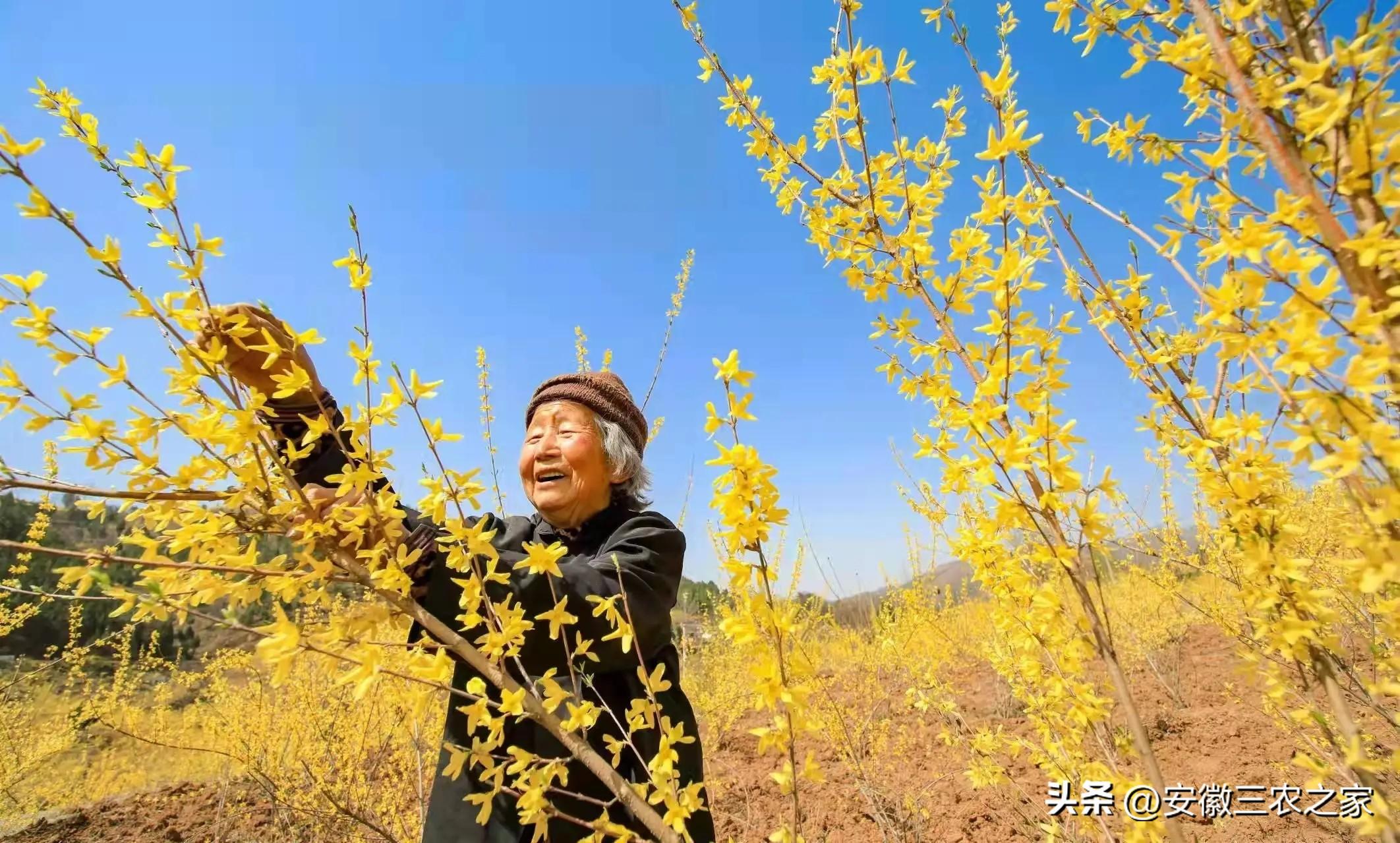 连翘种植致富项目_致富种植连翘项目介绍_连翘种植项目实施方案