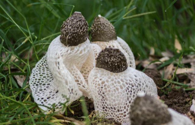 栽培种植竹荪技术要求_竹荪种植方法_竹荪的种植栽培技术