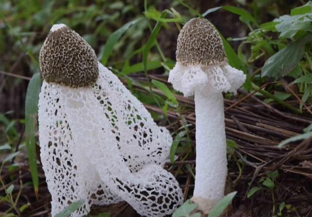 竹荪种植方法_竹荪的种植栽培技术_栽培种植竹荪技术要求