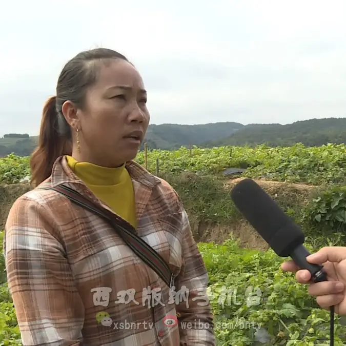 灯笼果种植致富_灯笼果种植效益_致富灯笼种植果树视频